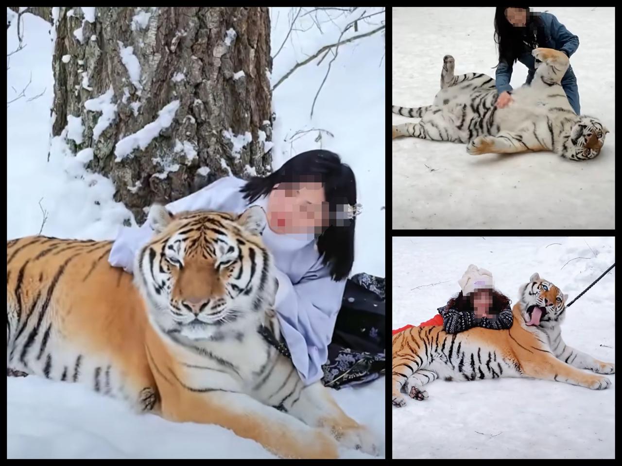 哈尔滨又整活了，哈尔滨东北虎林园开放了，现在去正合适！这里可是全球最大的东北虎