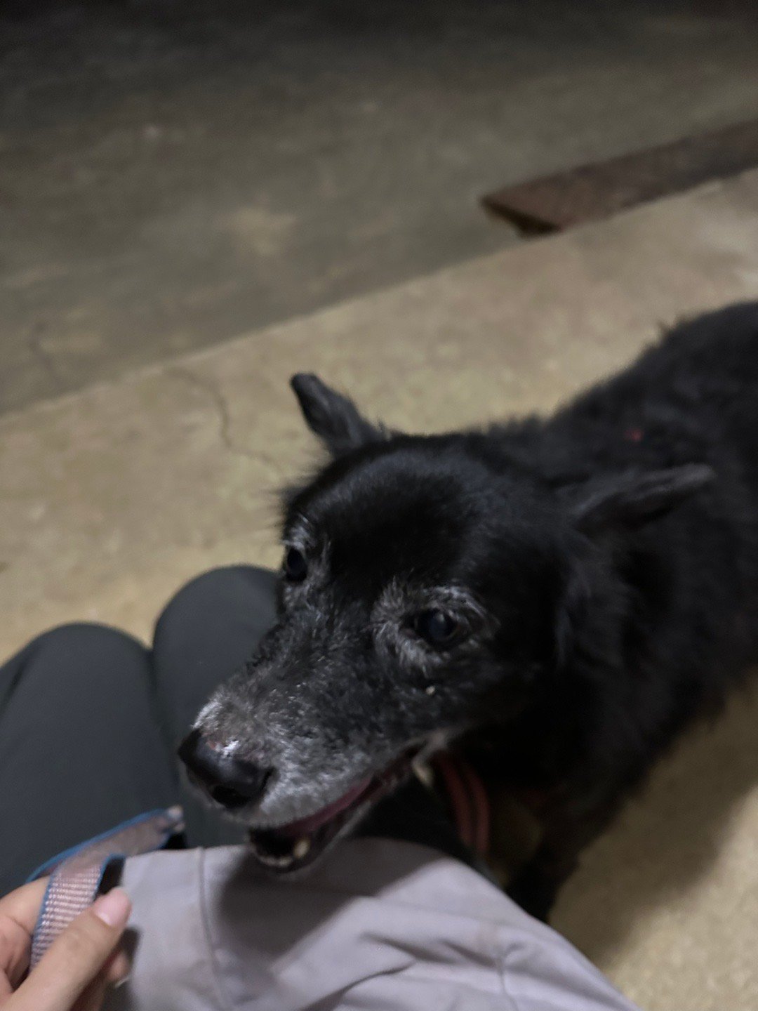 今天帶著緣緣散步到家了，但她還不想進門。就讓她撒撒嬌吧❤️❤️❤️