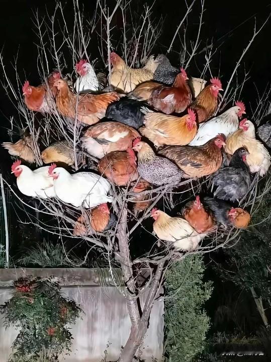 夜幕下的鸡群，聚集在枝头，仿佛在开一场秘密的鸡界聚会！