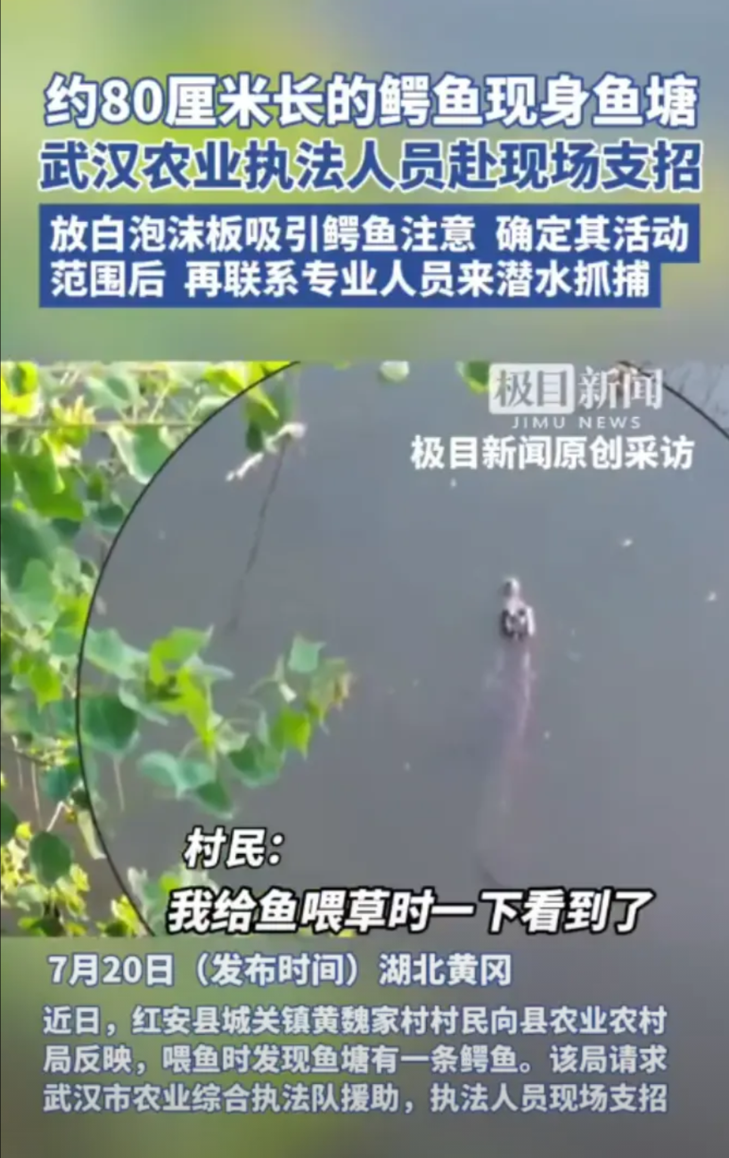 “太吓人了！”7月20日，湖北黄冈，村民割草喂鱼时，突然发现水面上飘着什么东西，