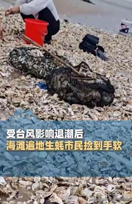 台风过去以后，除了带来损坏外，还有捡都捡不完的海鲜。“桦加沙”过境以后，福建