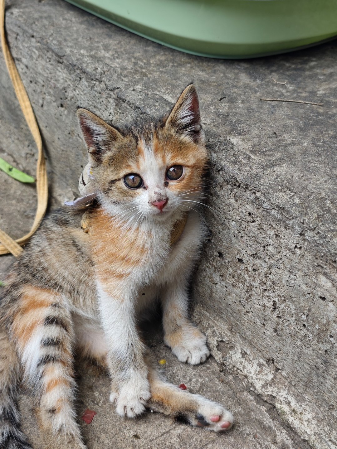 三色彩狸，是不是猫界美女？