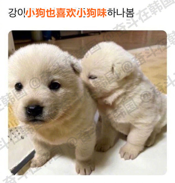 果然小狗也喜欢小狗味~海外新鲜事热点现场