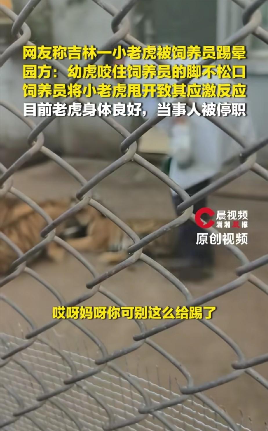 4个半月大的小老虎，咬了饲养员一口，饲养员一脚踢过去，小老虎当场身体僵直、瘫在地