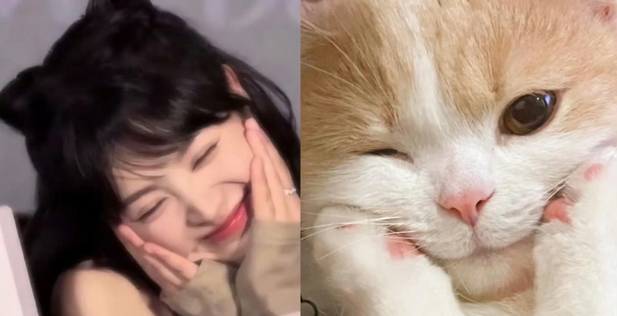 报告！这里有一只小猫咪