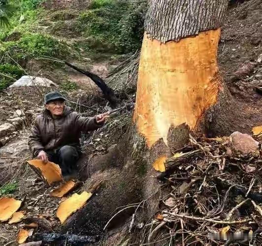 重庆渝北区的四株百年老樟树，惨遭毒手，其中三株已经被彻底毁掉，另外一株大树的皮也