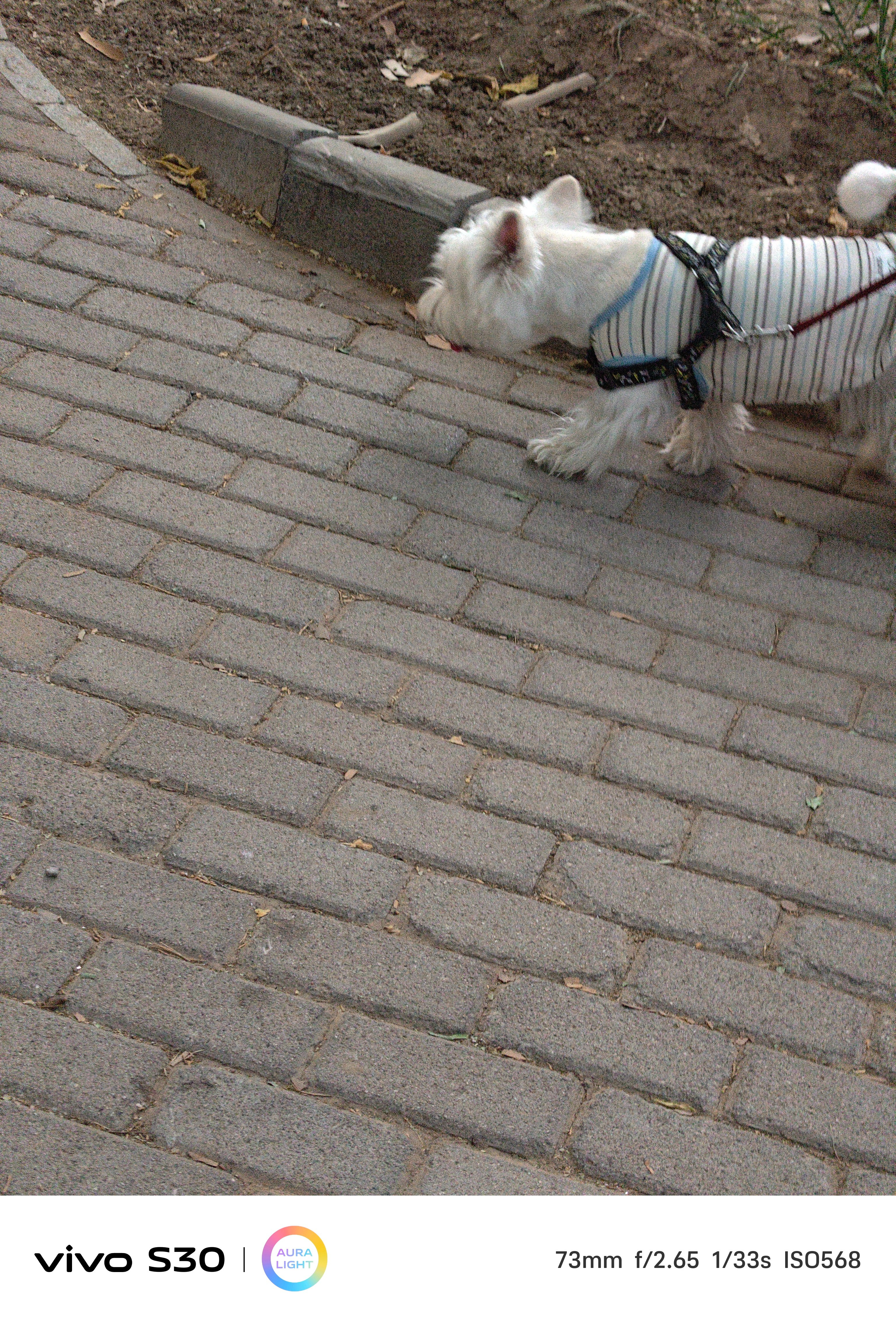 修狗🐶​​​