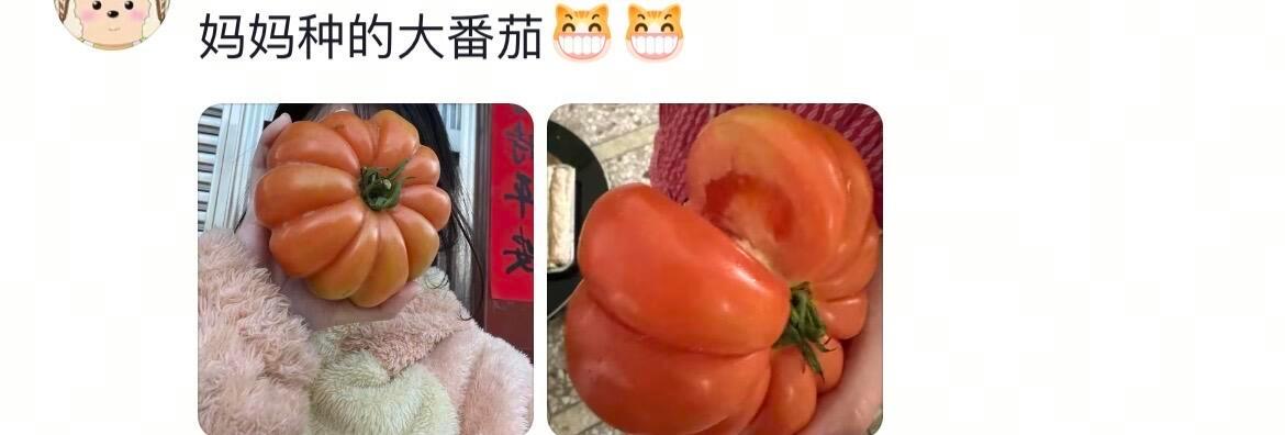 老辈子种菜真是没轻没重的！