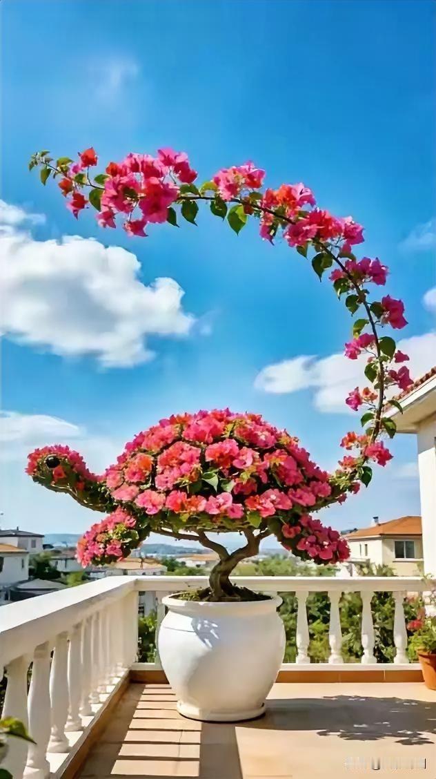 阳台上的粉色花海，阳光下的美好时光