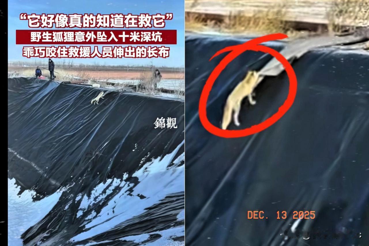 这事就连科学都解释不清了！内蒙古出现一只野生狐狸意外掉入10米深坑，当救援人