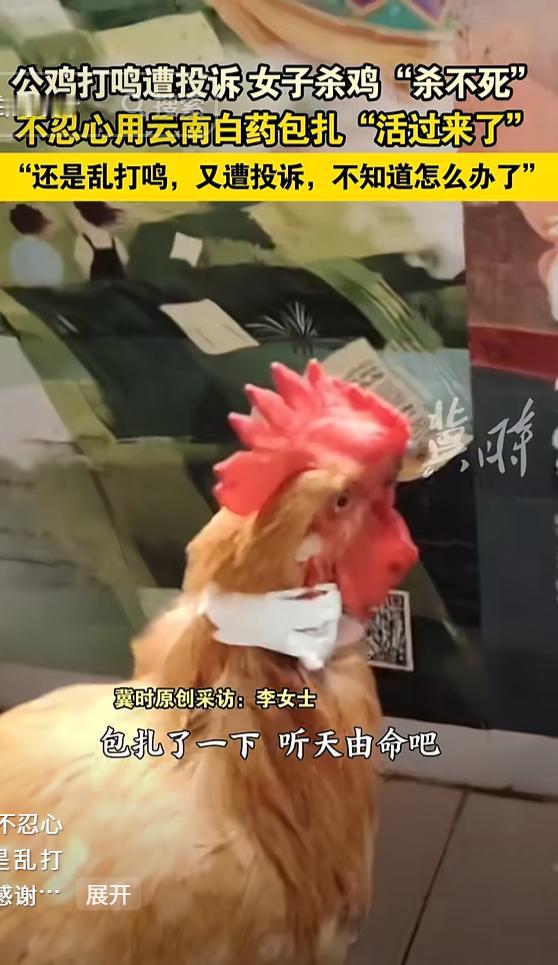 活久见！贵州贵阳，一女子养的公鸡夜里12点乱打鸣，邻居多次投诉，女子一狠心将鸡给