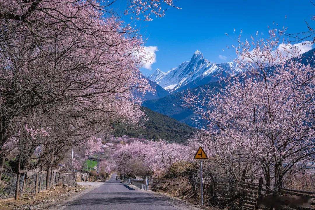 谁能拒绝春天的波密啊西藏文旅资讯春日的波密是雪山与桃花的浪漫交响是杜鹃与江流