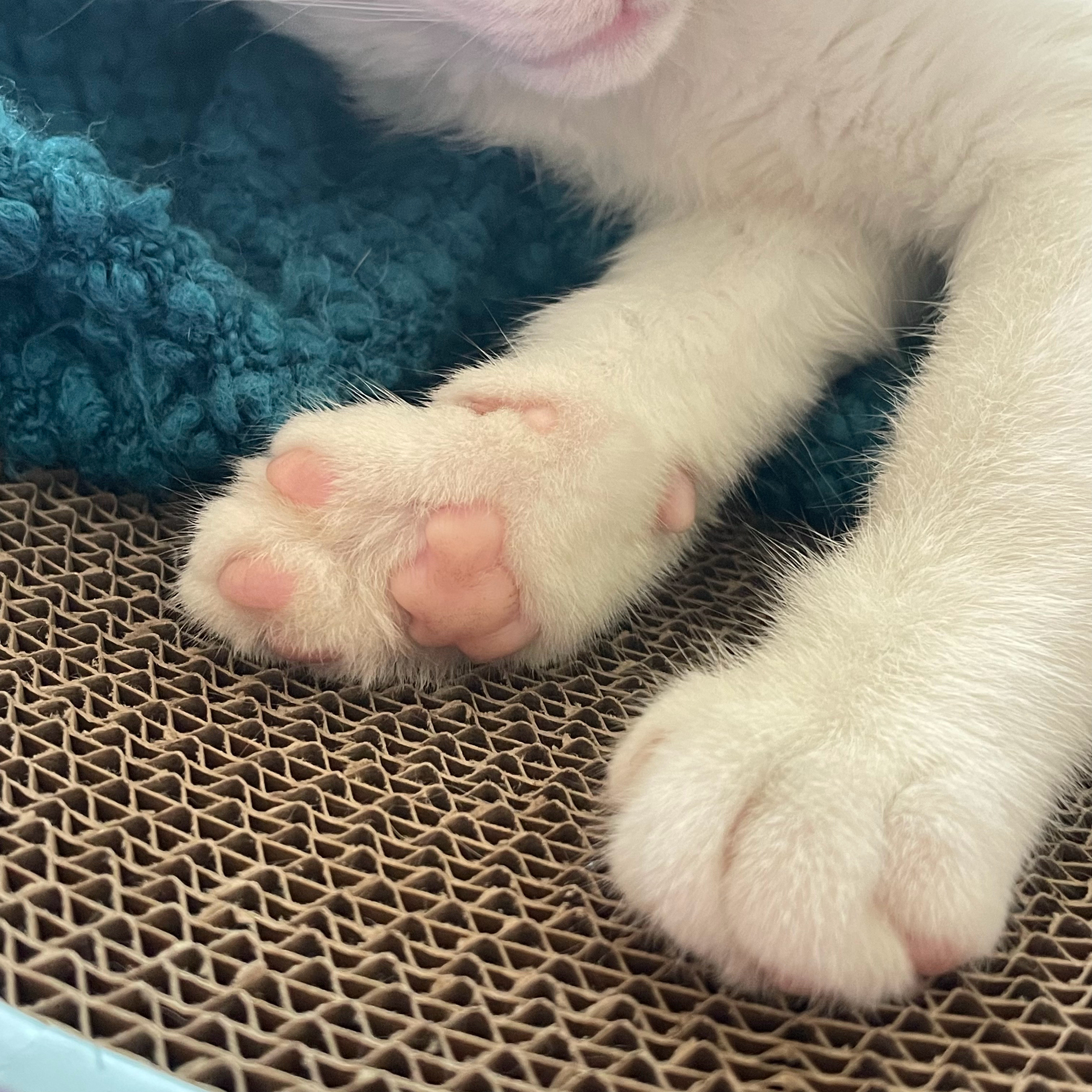 我们小猫咪也要过六一儿童节啊