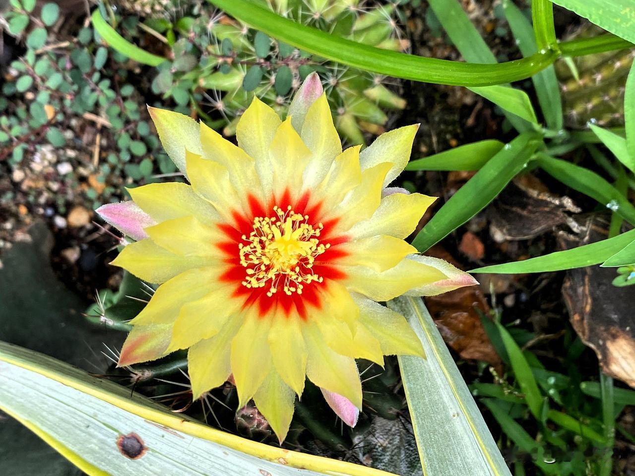 图1地栽的龙王仙人球。图2中秋节仙人球开花。图3种在石花盆里的仙人球。