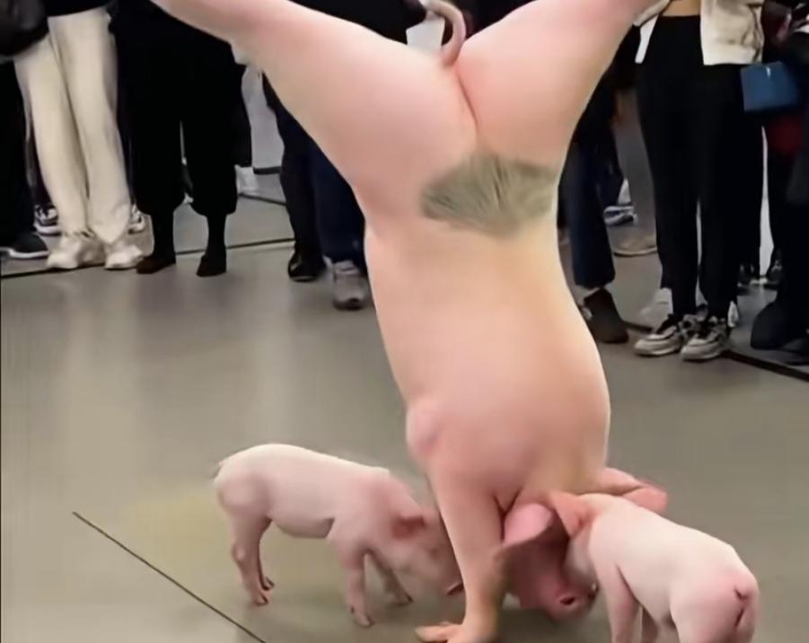 猪倒立可爱死了功夫了得