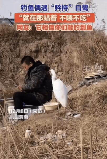 笑不活！陕西渭南，男子正钓鱼时，突然听到芦苇荡有动静，他一开始还以为是“辣条”，