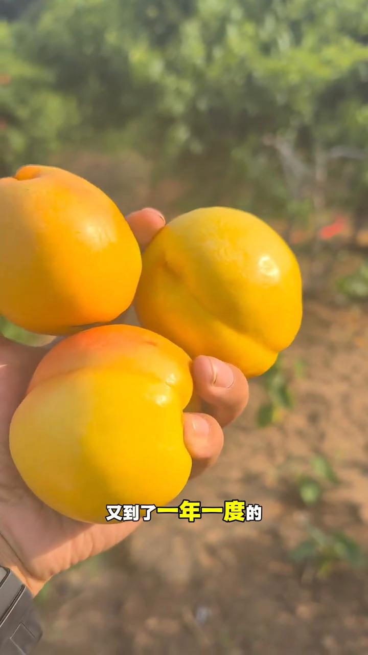 又到了一年一度的蜜桃成熟期了，给大家看一下我们家种植的桃子，今年收成还是非常不错