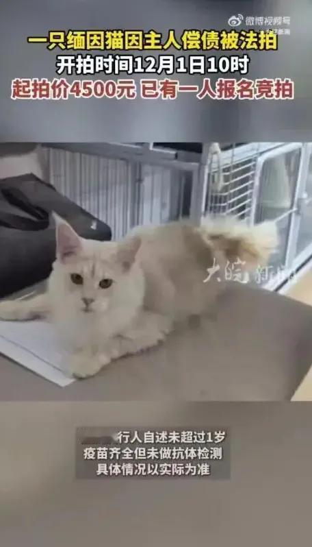 这年头，猫都得替主人还债了！一只凯米尔色缅因猫被法院挂上阿里资产平台，标价450