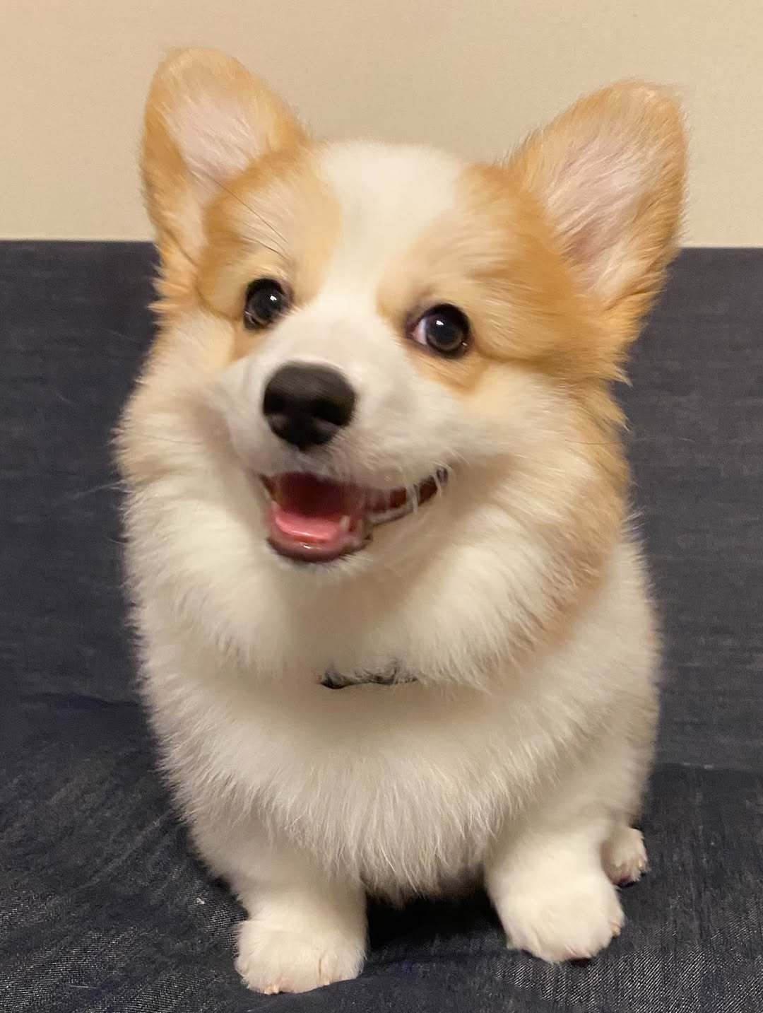 小狗好像知道自己很可爱