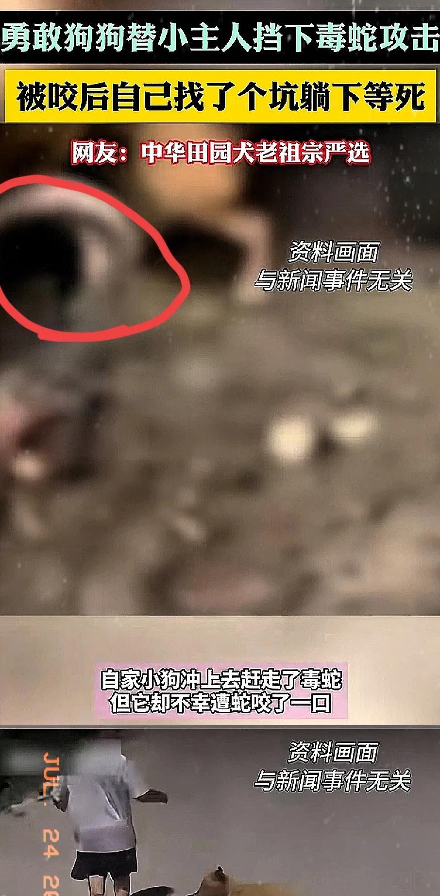 一条土狗，用命换回孩子的安全，自己却被毒蛇咬得奄奄一息！女主人听到“要几千块才能
