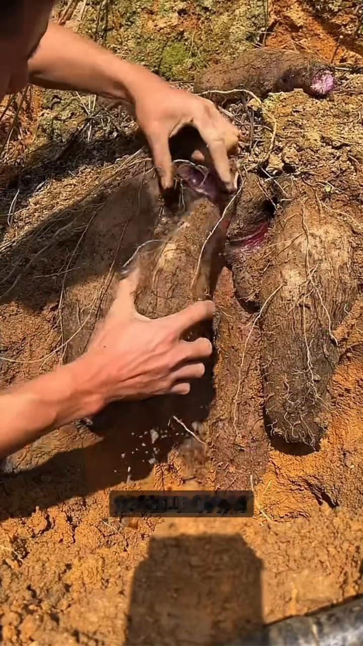 脚板薯是救粮。这就是为什么说脚板薯曾经是农民眼中的救命粮，它也叫大薯。别看外形