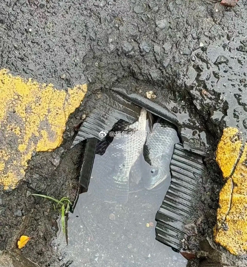 这是罗非鱼还是草鱼啊？