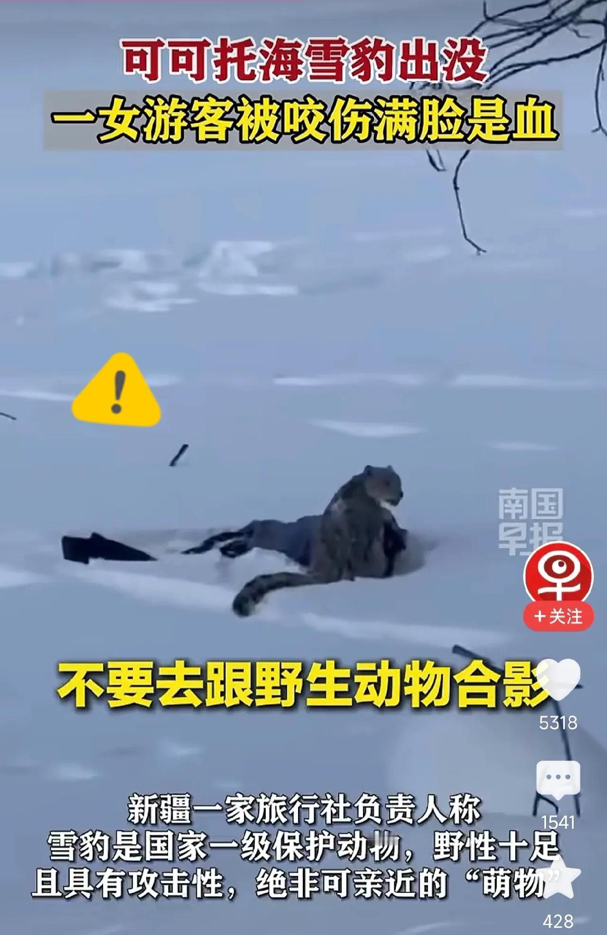 太恐怖了，近日，在新疆可可托海，一头雪豹捕获了一名女性人类，甚至打算当着其他游客