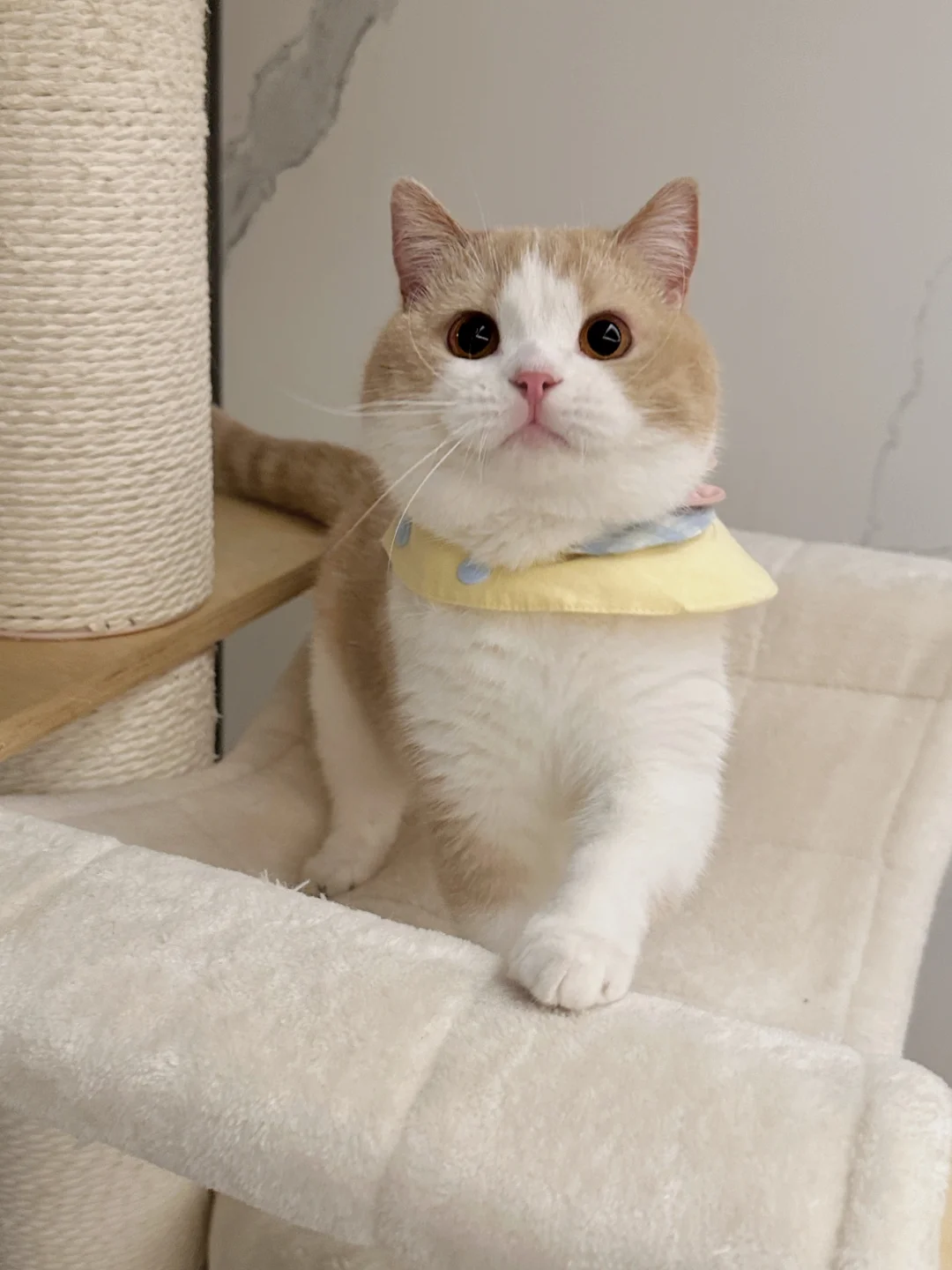 猫儿这个可爱