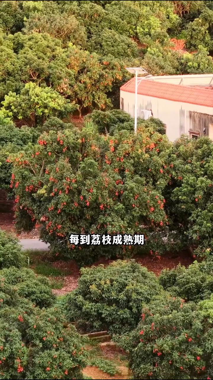 世界荔枝看中国，中国荔枝看茂名，这里就是全球最大的荔枝种植地，种植面积高达一百四