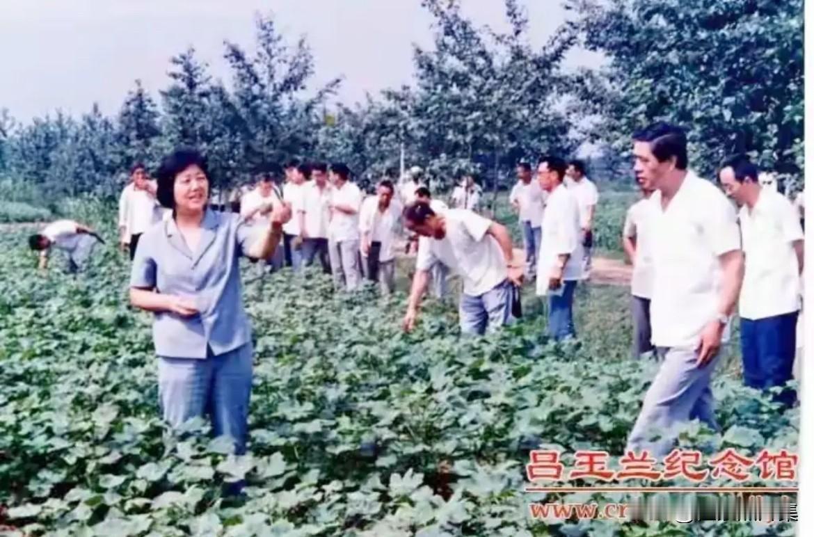 1985年，河北省农业厅副厅长吕玉兰同志（前左一）到田间地头调研的照片。吕玉兰坚