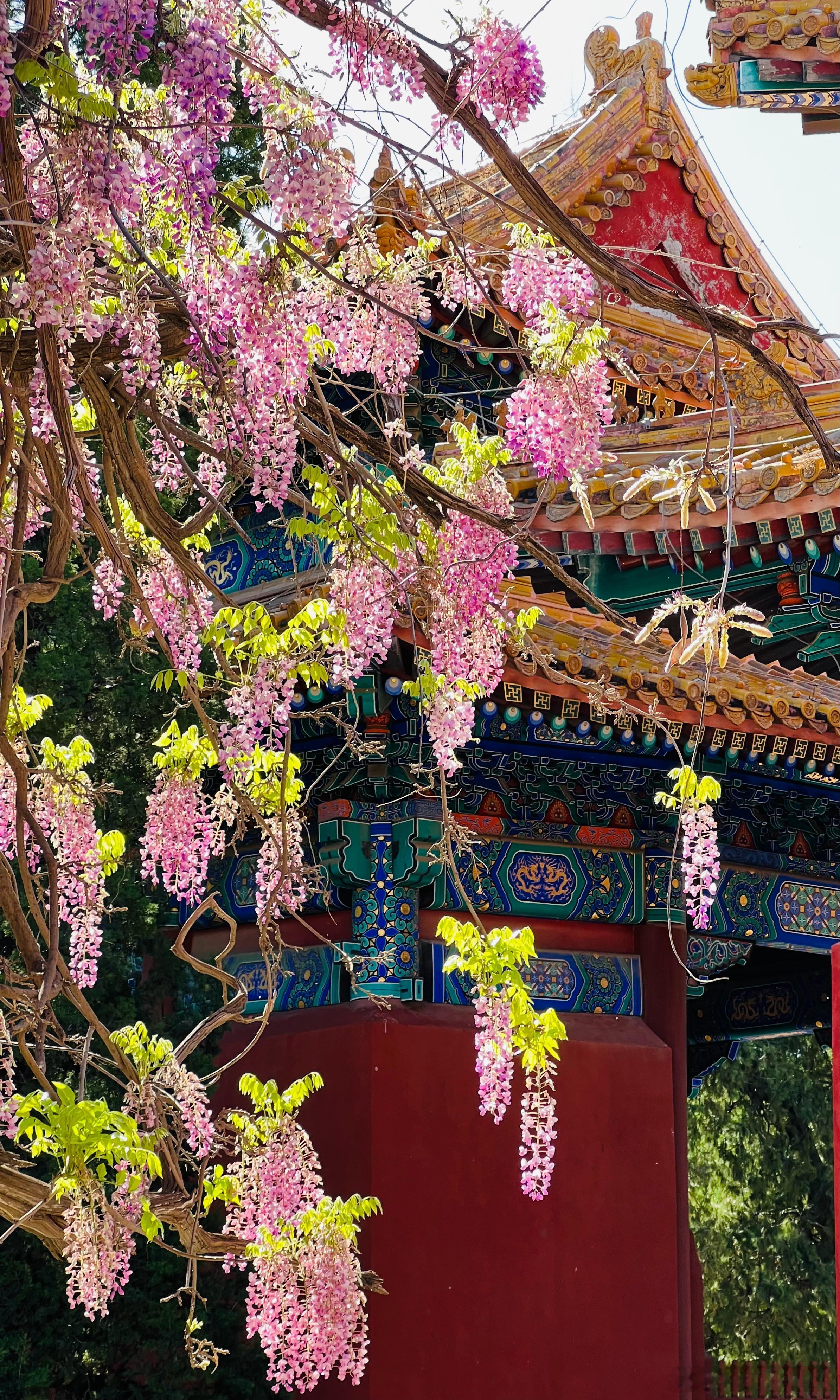 北京孔庙古紫藤花开摄影​​​
