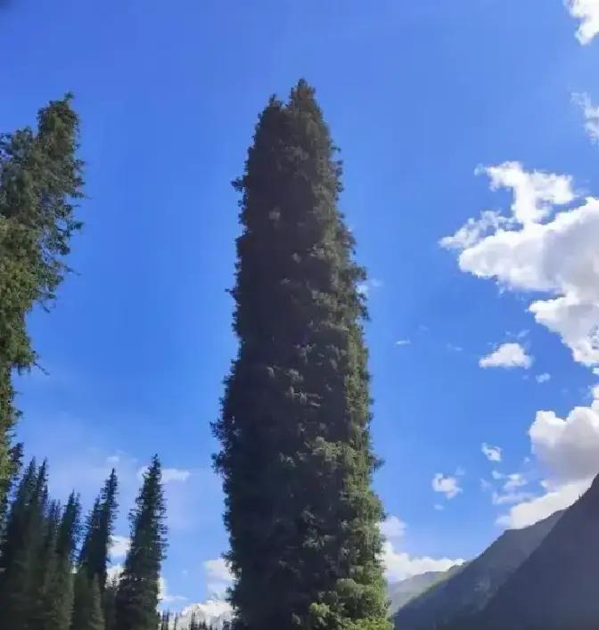 1943年，一铜匠被鬼子抓去搬弹药。鸡贼的铜匠每次趁鬼子不注意，扛着弹药箱偷摸的