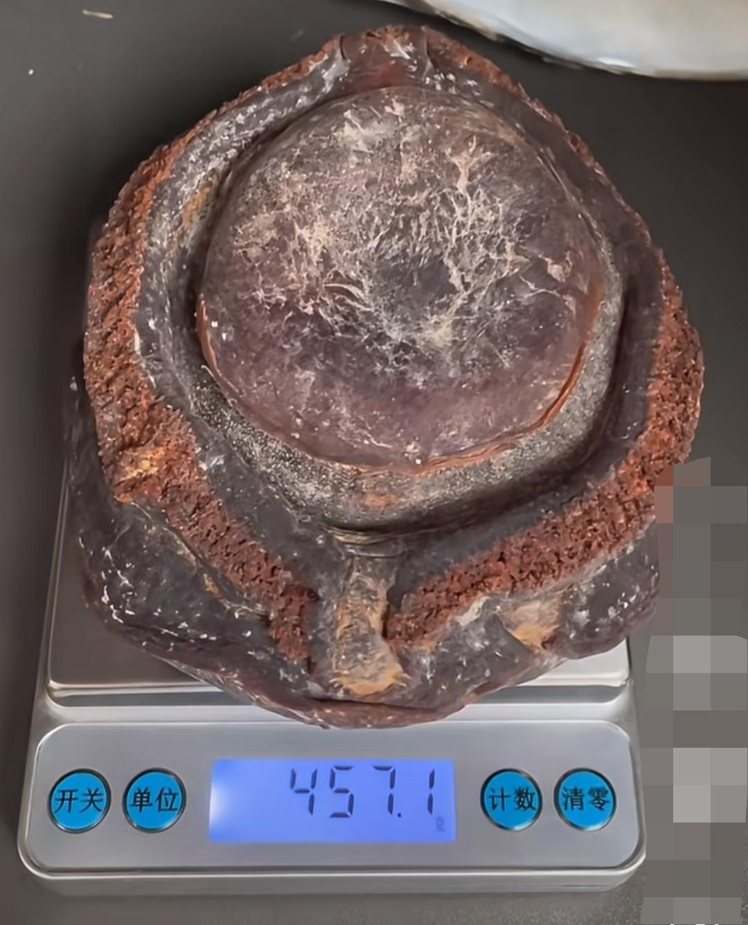 网友存了九年的“一头鲍”，大家猜猜这么一个值多少钱？据说就这么一只干鲍，光浸泡