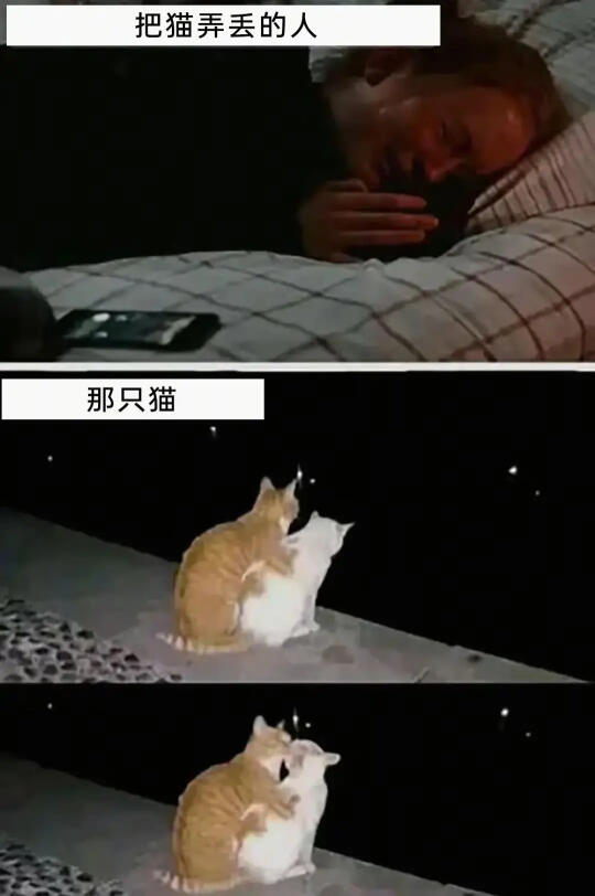 关于小猫咪的梗图🦴