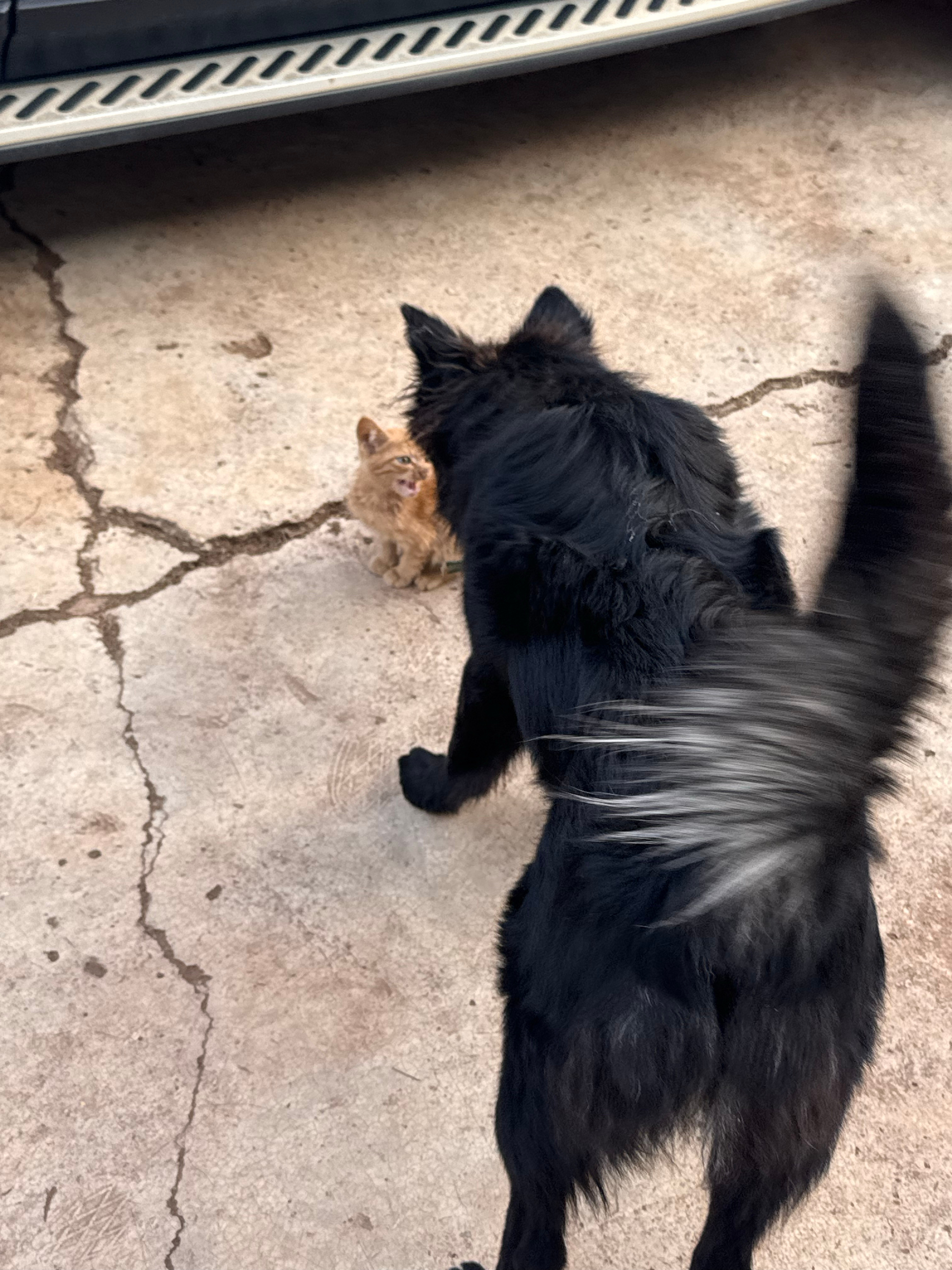 阿么么，这两点小鼻嘎，还没我拖鞋大。🐈🐈‍⬛​​​