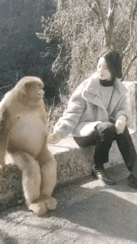 灵长类动物，之所以叫灵长类，就是因为这种动物太有灵气了，看它坐在那里，和人是非常