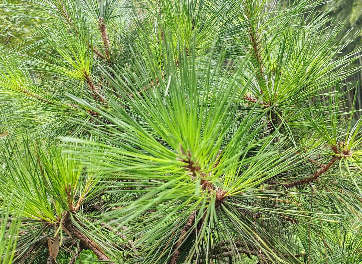 孩子写作业5分钟，刷视频2小时这不是贪玩，是大脑被重新布线短视频15秒一