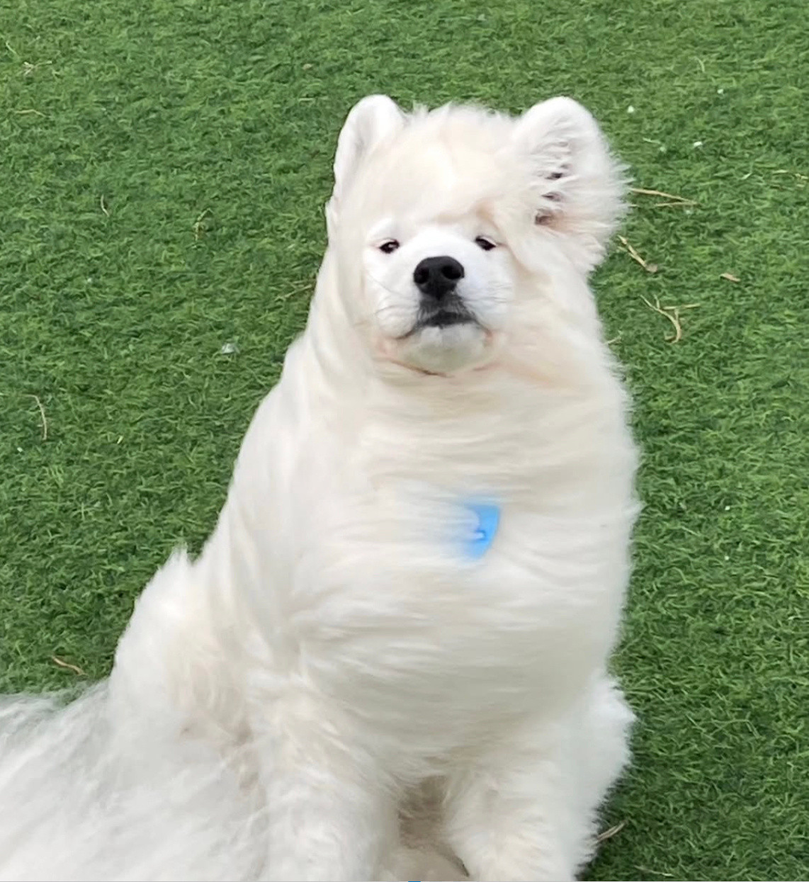 萨摩耶：放心吧，我吨位大，吹不跑的耶