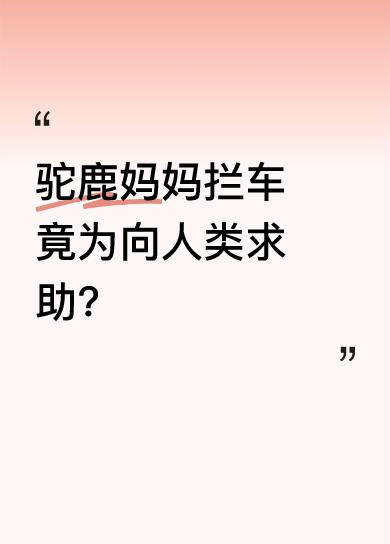 镜头记录下暖心一幕，驼鹿妈妈领着俩孩子拦下汽车，焦急地上蹿下跳，久久不肯离开。善