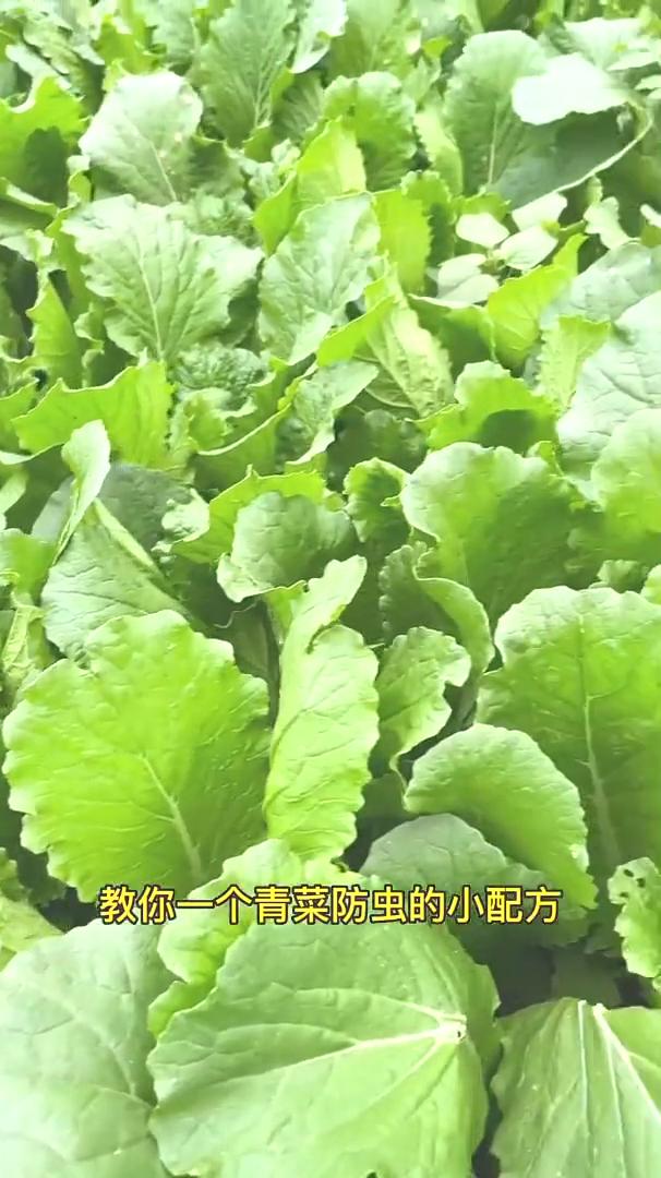 防虫小妙招。教你一个青菜防虫的小配方，只要几毛钱就可以让蔬菜一个虫眼也没有，特