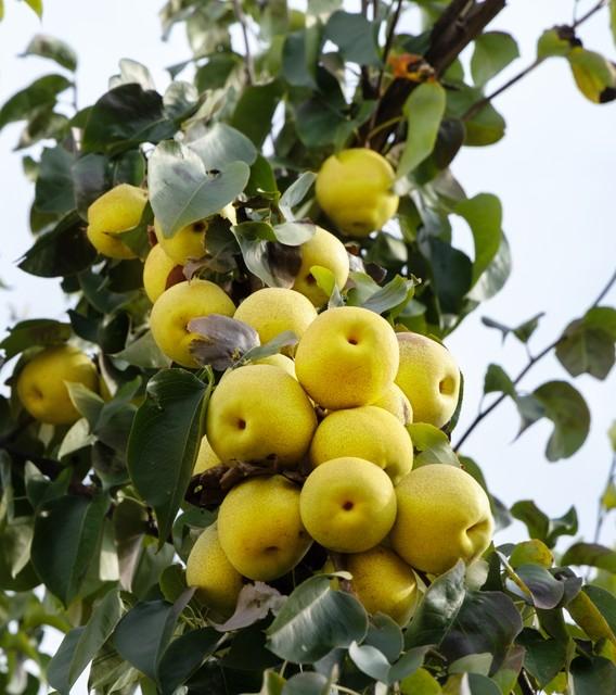 昨夜，北京又出现了连房子都不看，买家就直接入手的事儿！这是要复制当年疯抢房子的盛