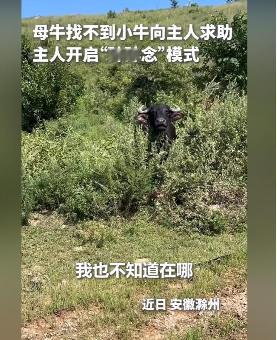 上人民日报了。安徽滁州，一母牛只顾吃草弄丢了小牛，主人本以为它会自己四处寻找，没