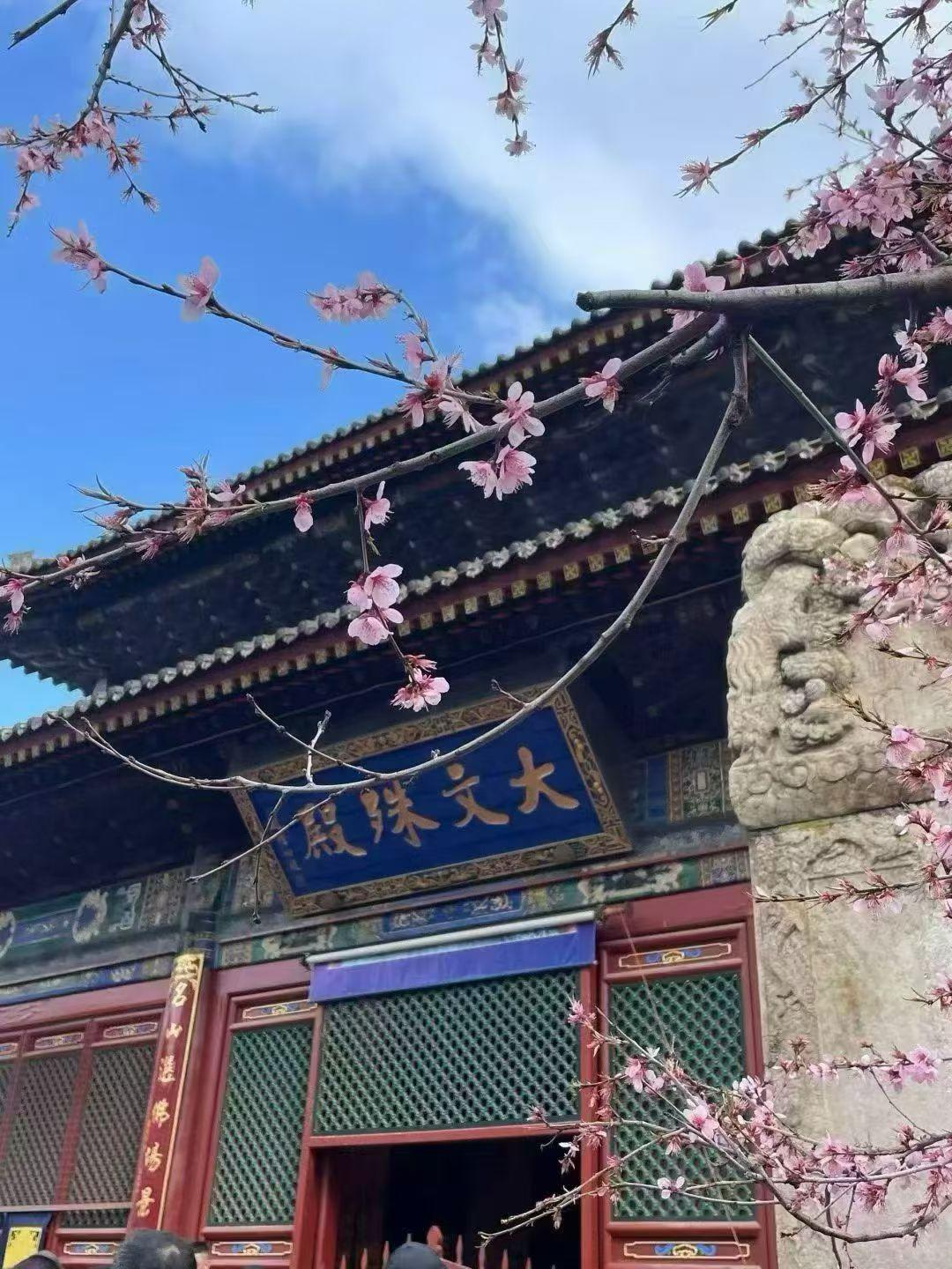 今年春天，你愿意再陪我去一趟五台山吗？五台山📍·山寺桃花始盛开🌸一次五