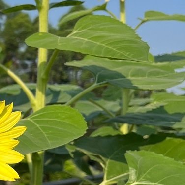 种植🌻种植文案向日葵种植指南1.种子处理挑选颗粒饱满、无虫蛀、无破损的优
