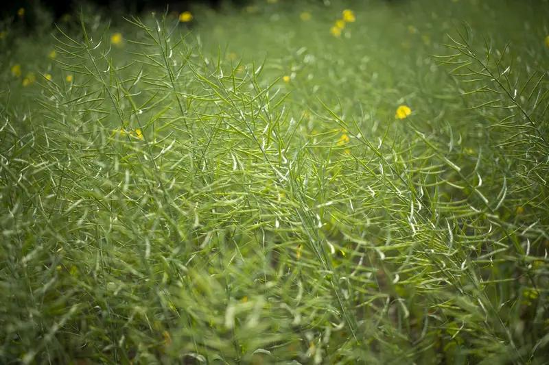 菜籽油：被低估的“国民好油”菜籽油真是被低估的“国民好油”！它是以油菜籽为原料