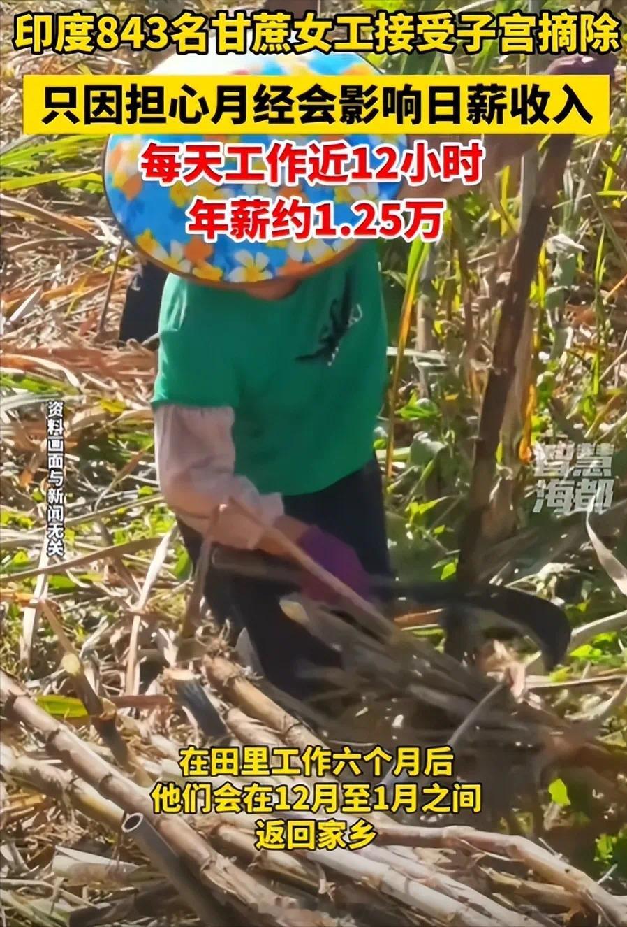 印甘蔗女工担心月经影响工作摘除子宫手术费需自费2.5万至3万卢比(约合人民币25