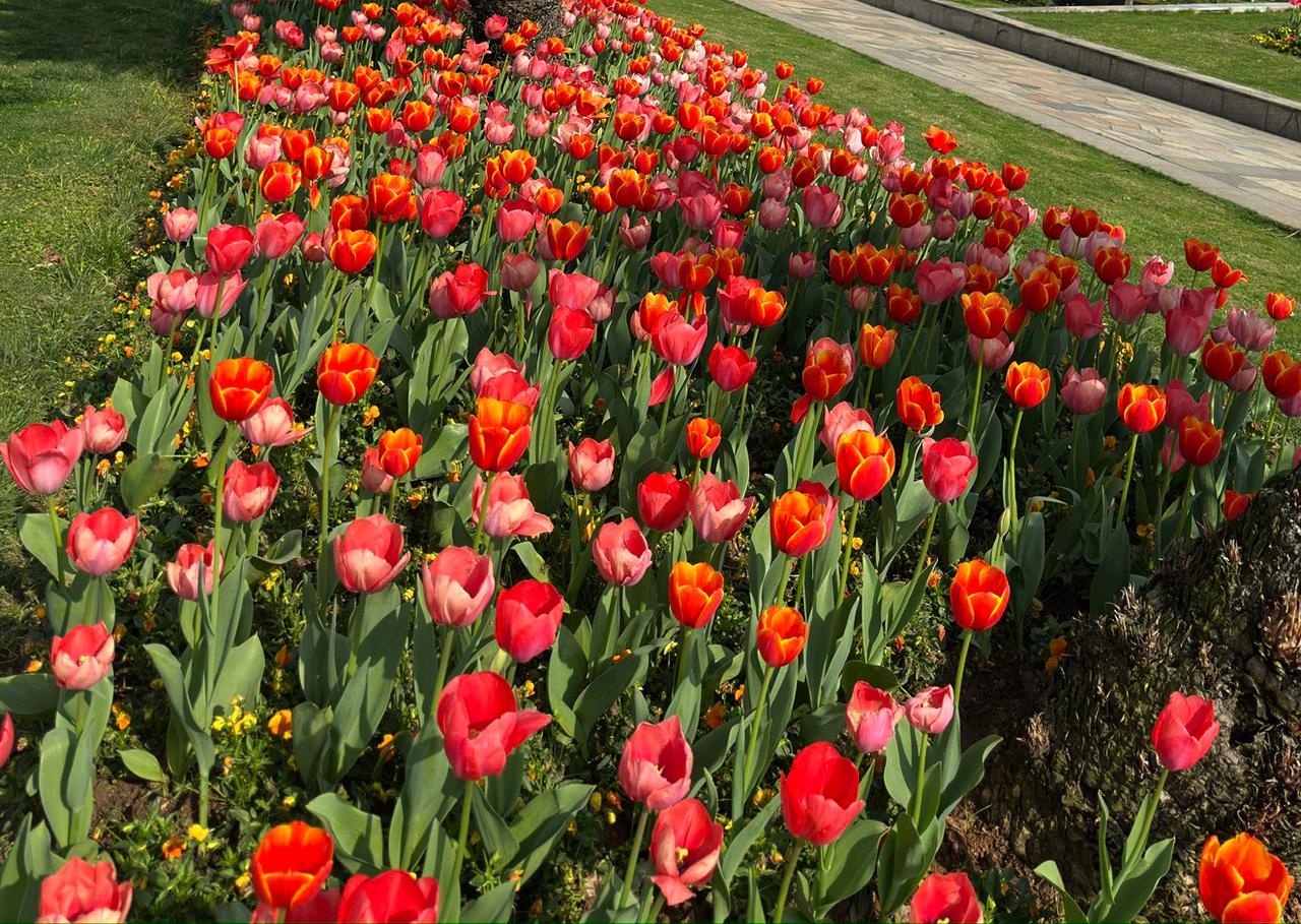 闺蜜的宝贝女儿很优秀，处了个同样优秀的男朋友，两人都在大上海同城上班，老家却相隔