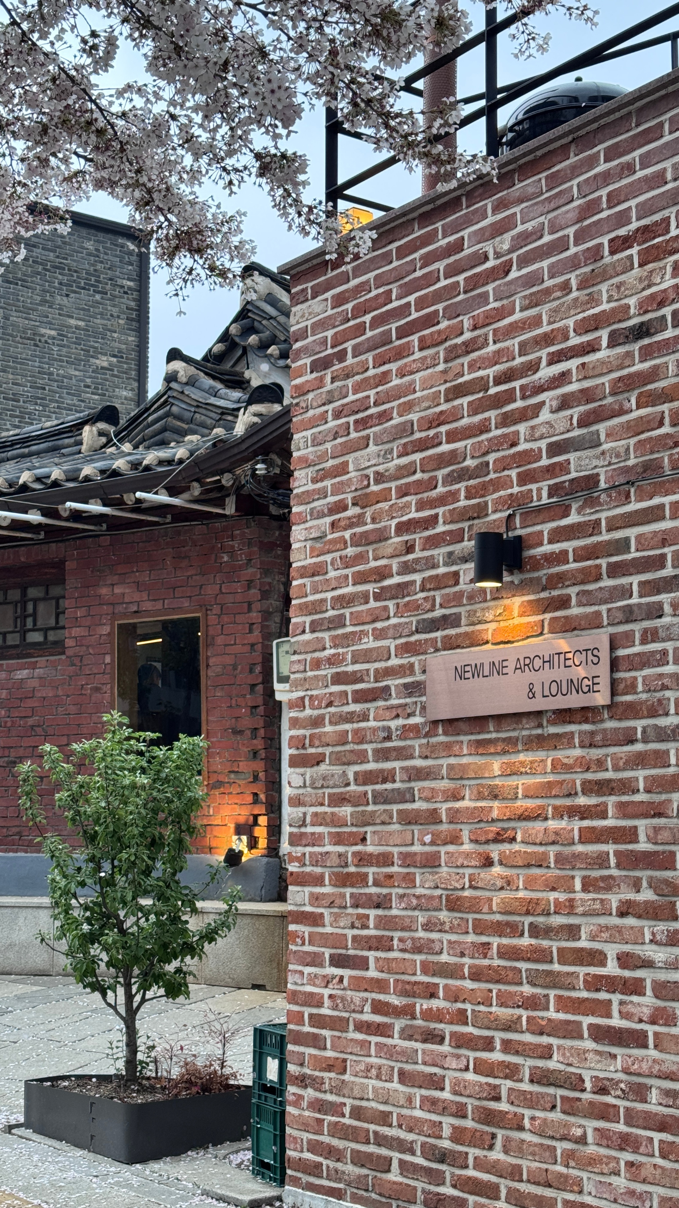 都来看这两张live樱花飘落绝美！独加记一