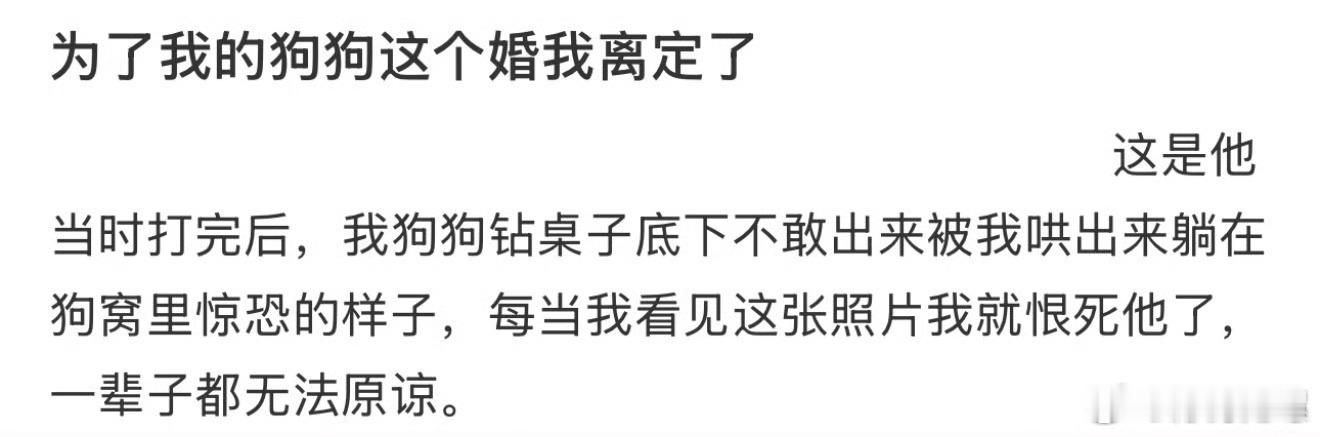 为了我的狗狗这个婚我离定了