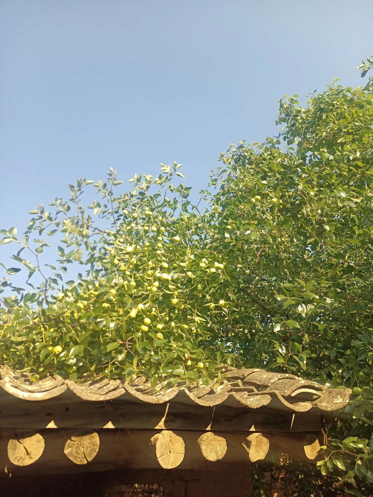 农村的山农村的水，农村的生活就是美。我家虽然是农村的，但一年四季有吃不完的瓜